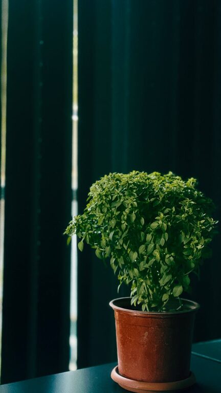 How to Start a Small Herb Garden Indoors: A Step-by-Step Guide